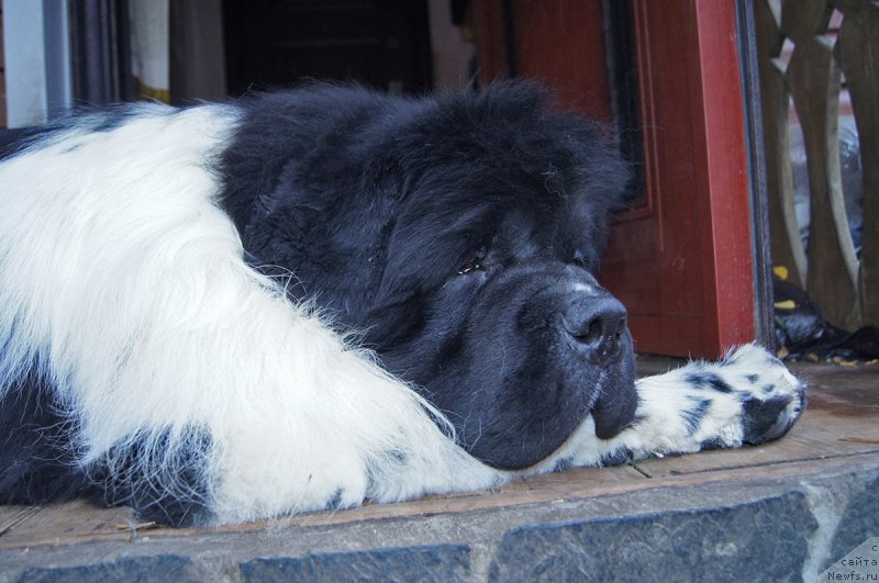 Фото: ньюфаундленд Супер Бизон Космос (Super Bizon Cosmos)