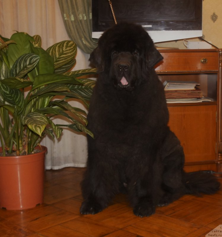 Фотография № 214329