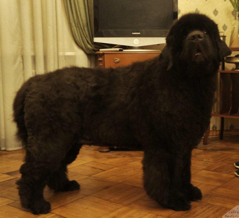 Фотография № 214331