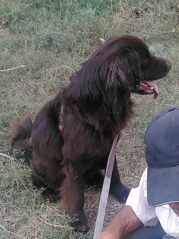 Фото: ньюфаундленд Альфа Дар Окса Верка Сердючка, ньюфаундленд Альфа Дар Окса Верка Сердючка