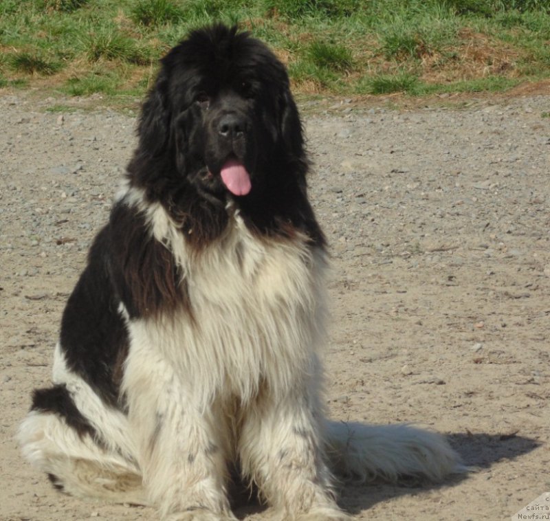 Фотография № 214343