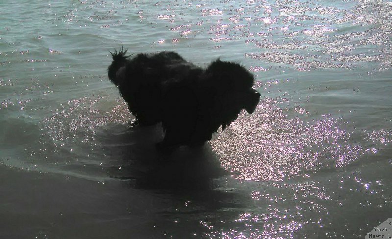 Фотография № 214349