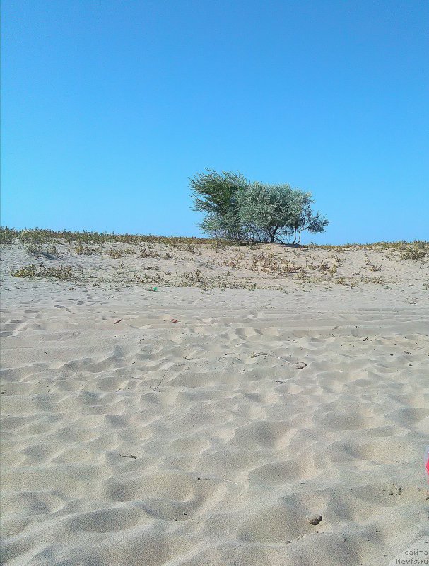 Фотография № 214350