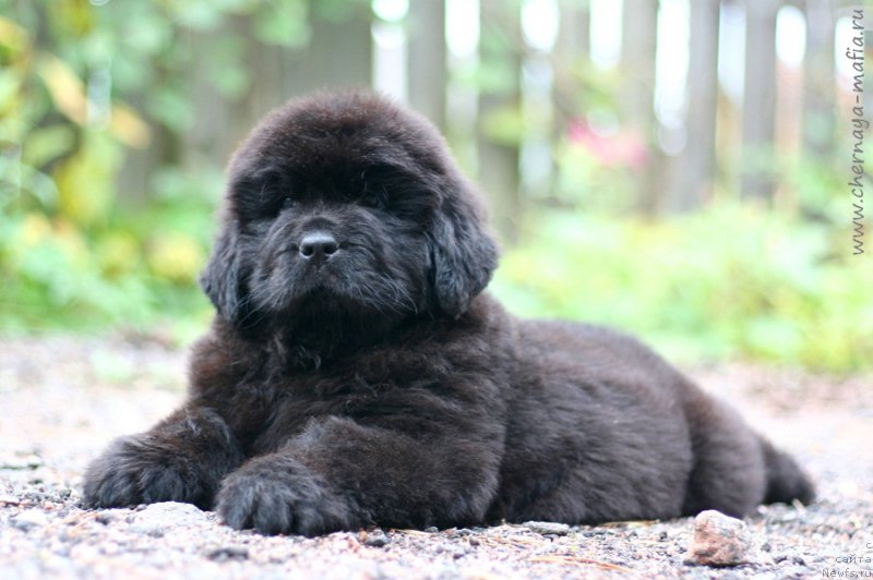 Фото: ньюфаундленд Черная Мафия Бекаусе И Ам Вортх Ит (Chernaya Mafia Because I Am Worth It)