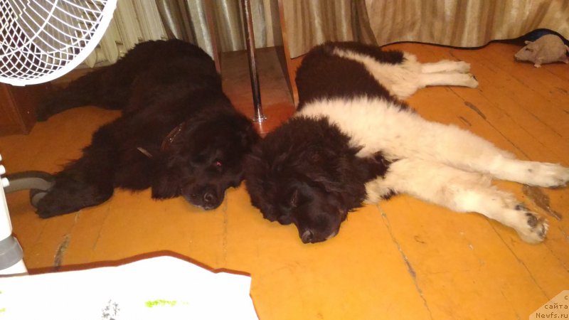 Фотография № 214355