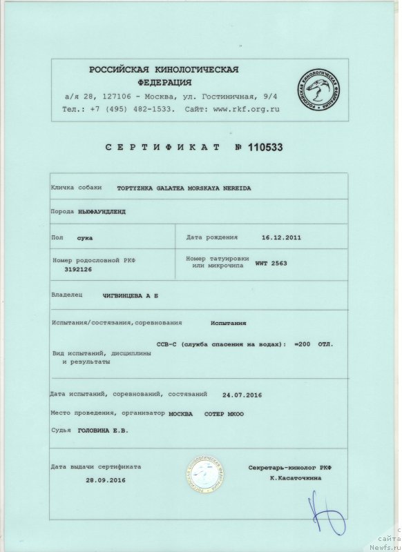 Фото: ньюфаундленд Топтыжка Галатея Морская Нереида (Toptyzhka Galatea Morskaya Nereida)