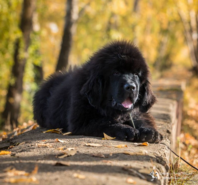 Фотография № 214364