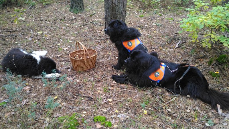 Фото: ньюфаундленд Старбимовлав Демофонт, ньюфаундленд Супер Бизон Ришар, ньюфаундленд Графиня