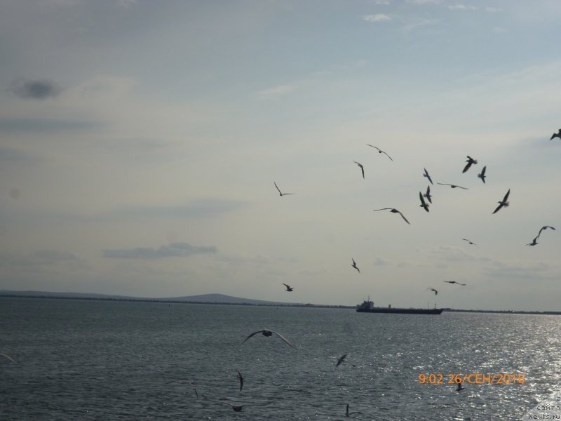 Фотография № 214374