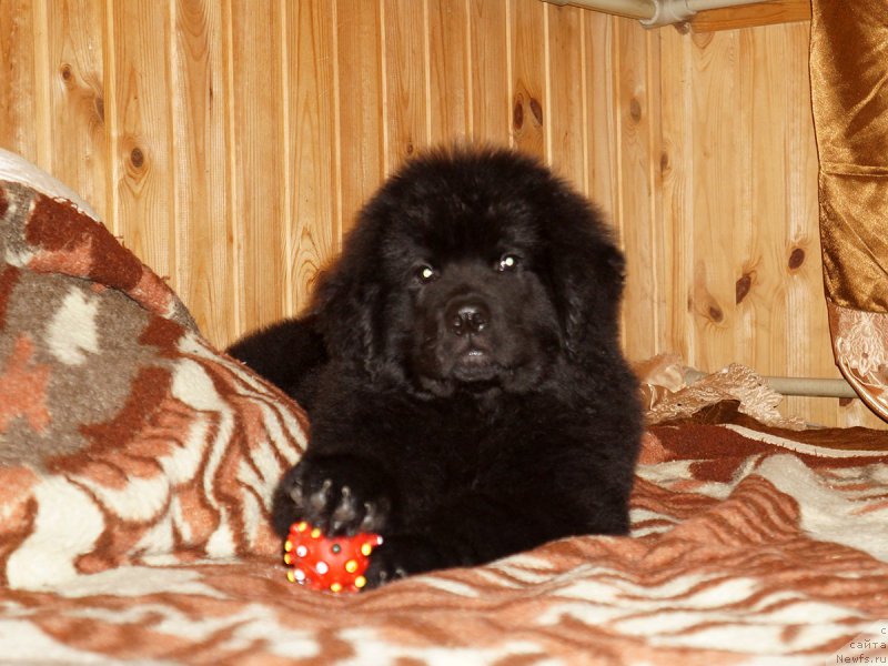 Фотография № 214381