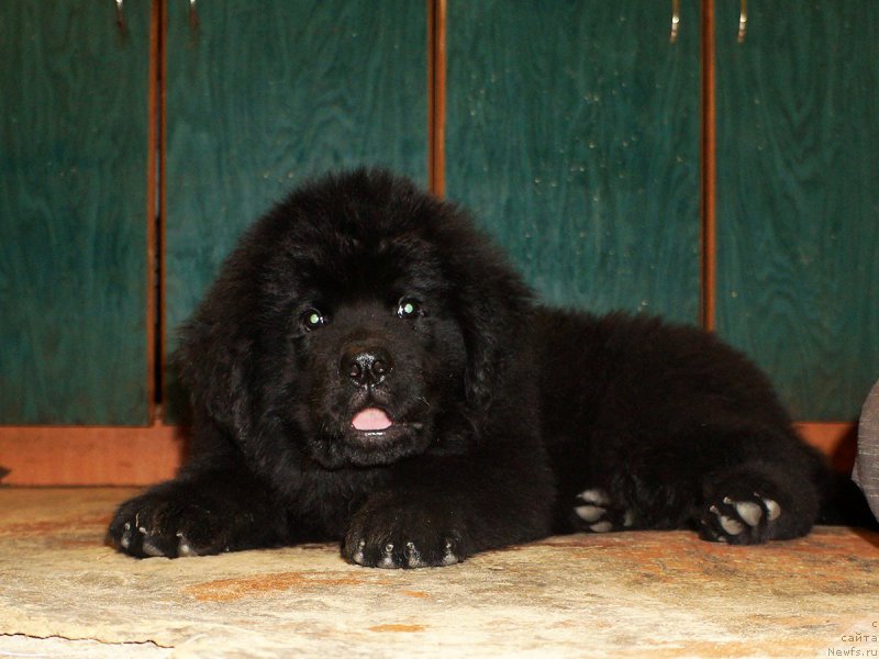 Фотография № 214382