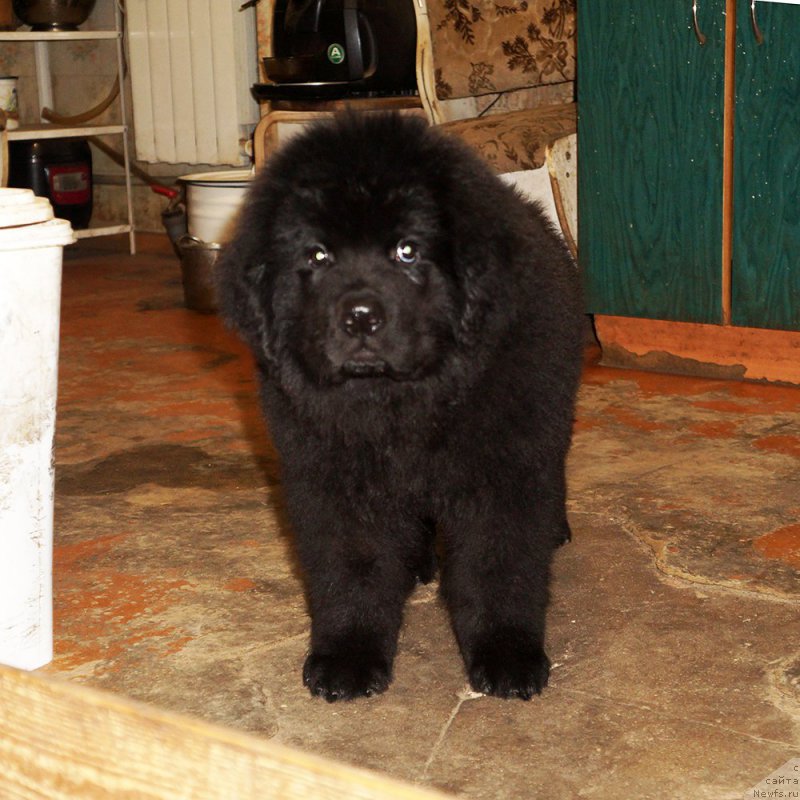 Фото: ньюфаундленд Старди Коллекшн Дайтон