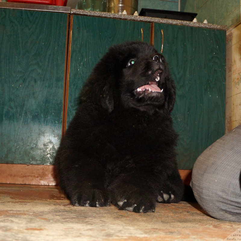 Фотография № 214384