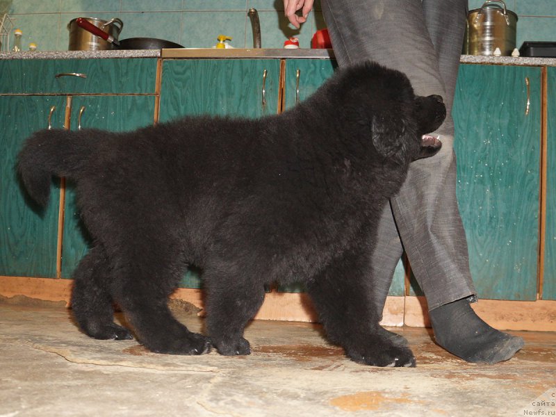 Фото: ньюфаундленд Старди Коллекшн Дайтон