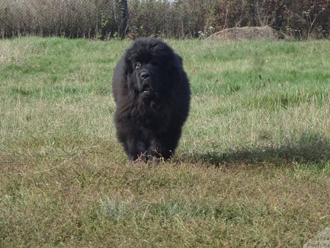 Фотография № 214389