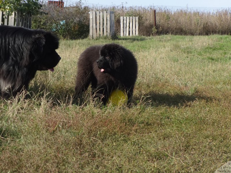 Фотография № 214390