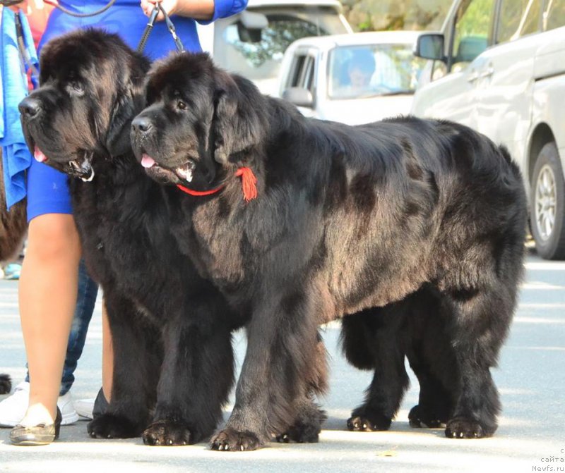 Фото: ньюфаундленд Ньюфорт Атлантида (Njufort Atlantida), ньюфаундленд Real Masterpiece Midnight Bear