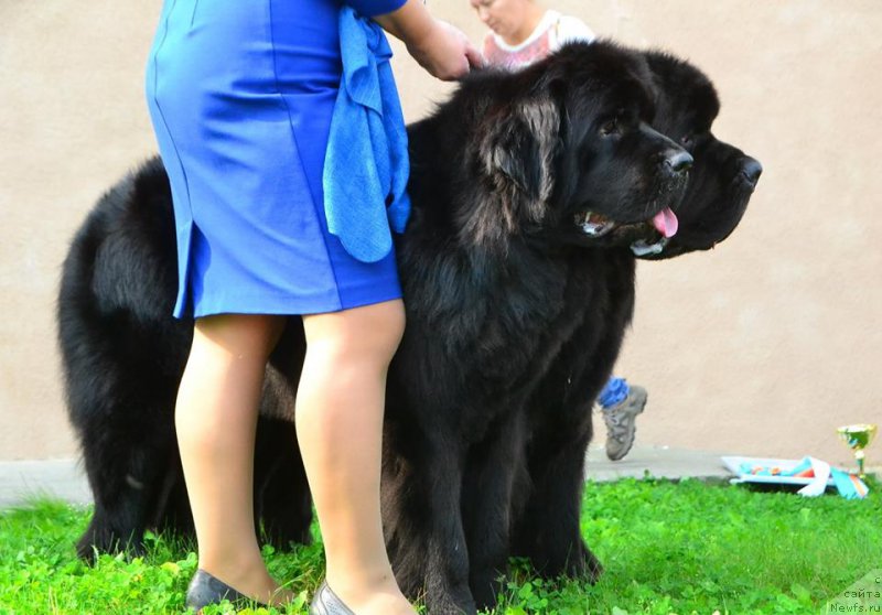 Фотография № 214392