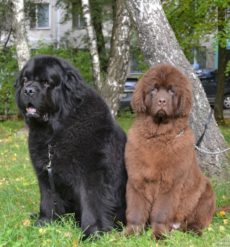 Фото: ньюфаундленд Хакку Шоколадный Медведь (Hakku Shokoladnyy Medved), ньюфаундленд Zhdanny Syn Vialiki Miadzvedz