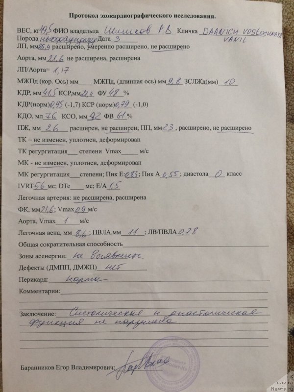 Фото: ньюфаундленд Даанич Восточная Ваниль (Daanich Vostochnaya Vanil)