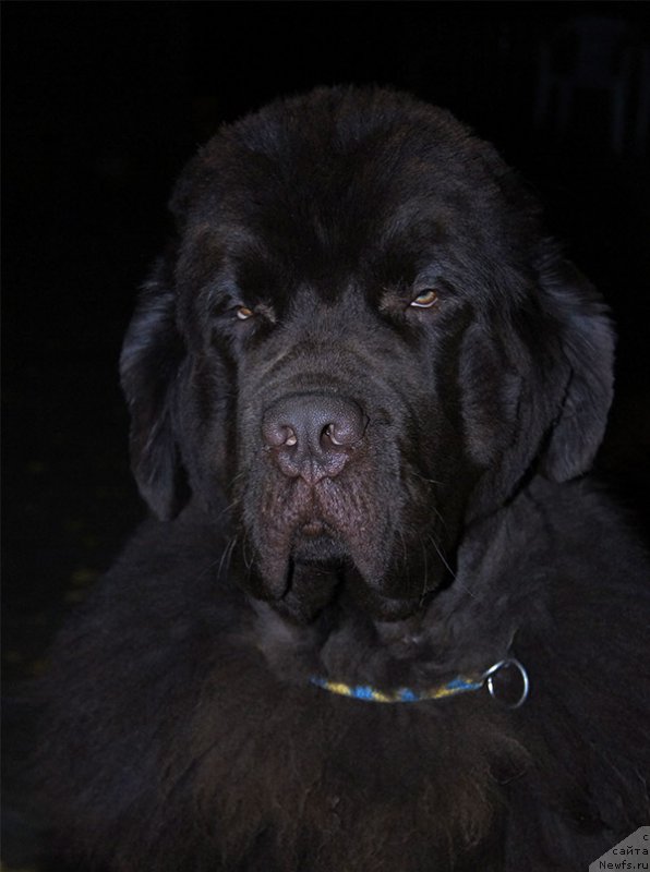 Фотография № 214418