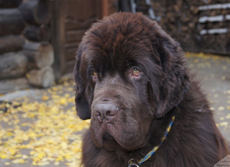 Фотография № 214419