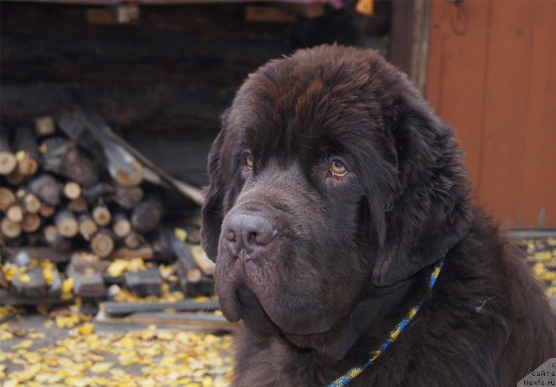 Фотография № 214422