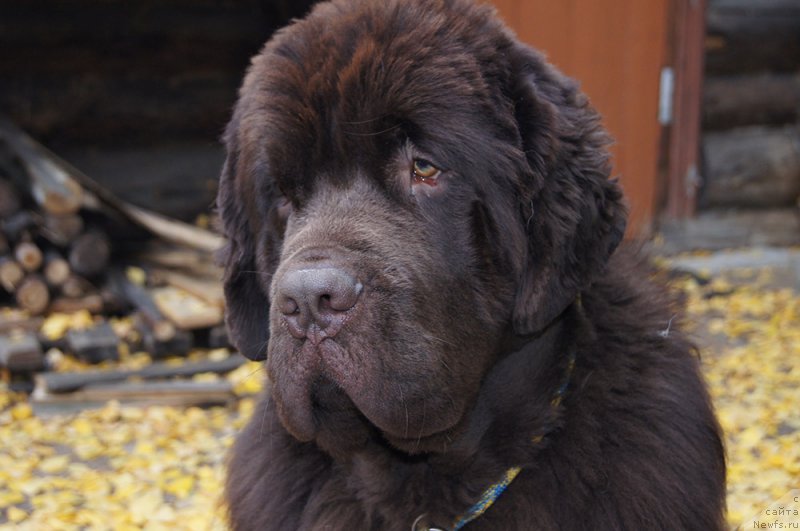 Фотография № 214423