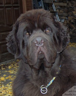 Фото: ньюфаундленд Супер Бизон Отис Тобиас