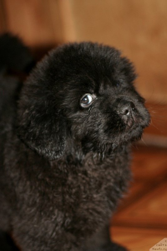 Фотография № 214426