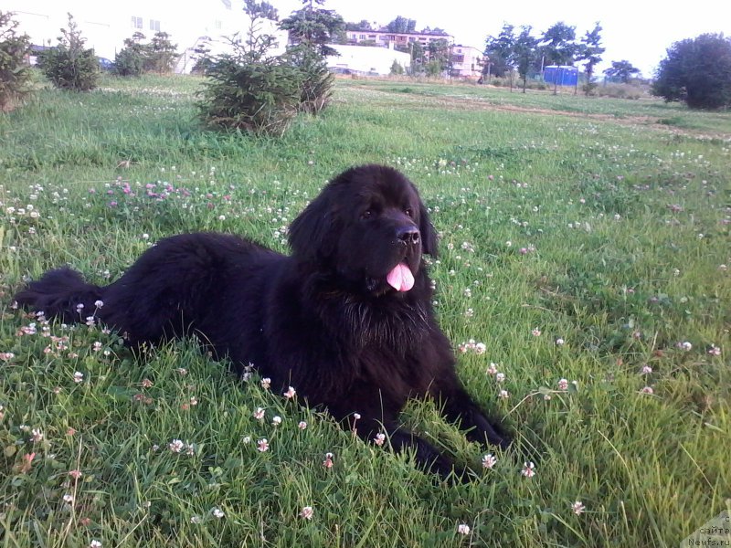 Фото: ньюфаундленд Силвер Пеарлс Осеан Оф Фаитх (Silver Pearls Ocean Of Faith)