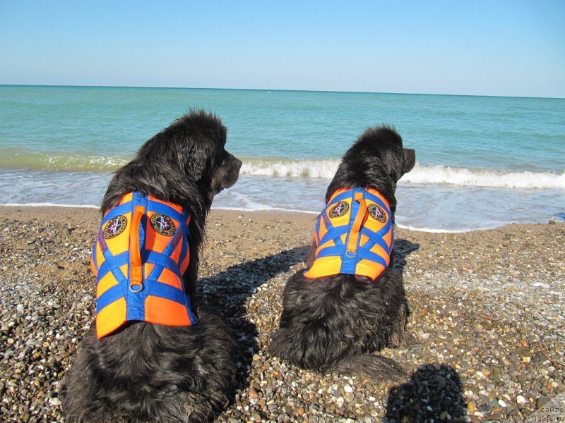 Фотография № 214441