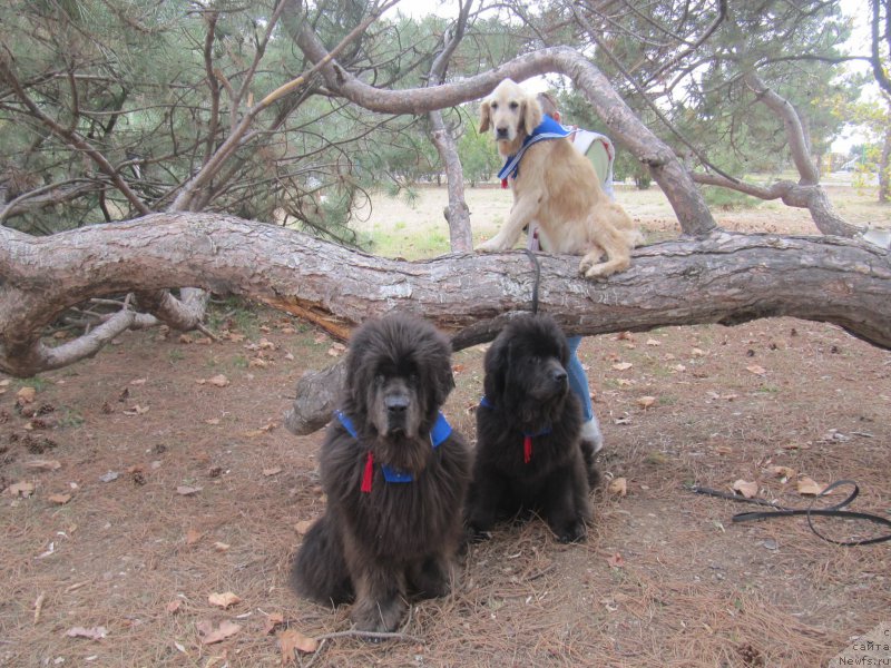 Фотография № 214446