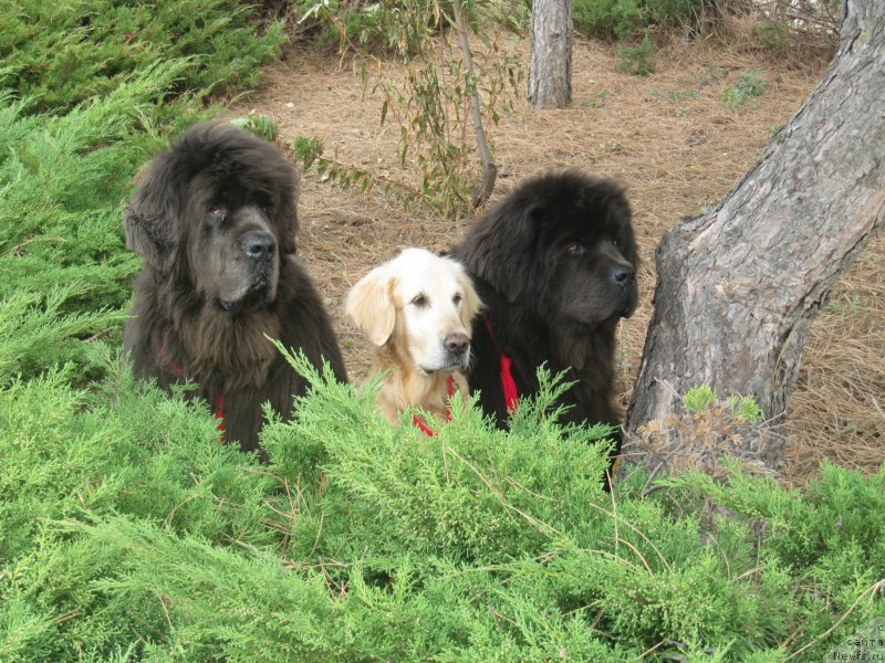 Фотография № 214447