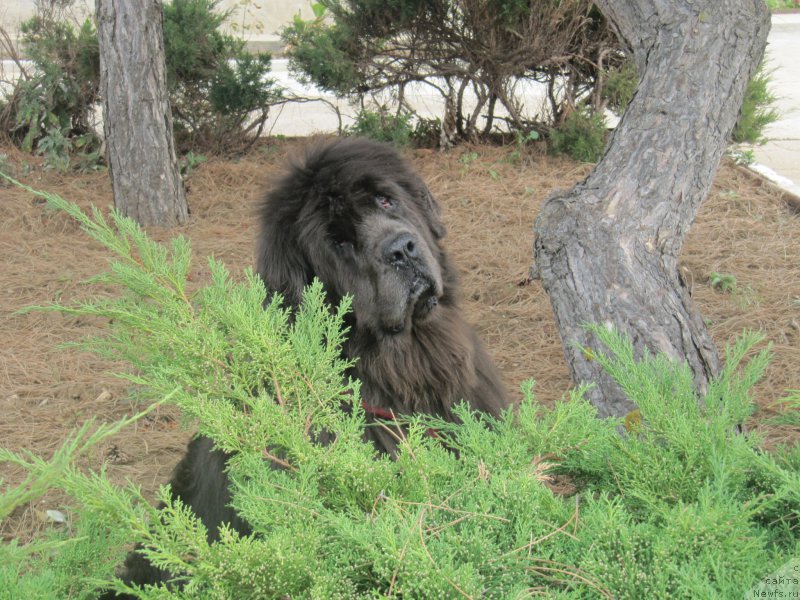 Фотография № 214448