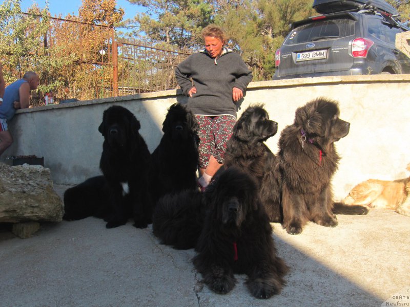 Фото: Анна Ковалёва, ньюфаундленд Целого Мира Мало из Аркаима (Tselogo Mira Malo iz Arkaima), ньюфаундленд Белкондер-Клаб Достучаться До Небес (Belkonder-Club Dostuchat'sya Do Nebes), ньюфаундленд Treasure for Belkonder-Club Midnight Bear, ньюфаундленд Белкондер-Клаб Угли-Бугли (Belkonder-Club Ugli-Boogli), ньюфаундленд Дюрбахлер Клаб Альфаретта Виньетта, ньюфаундленд Мелти Вейв Марин Тифея (Melty Wave Marine Tifeya)