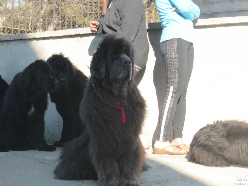 Фотография № 214459