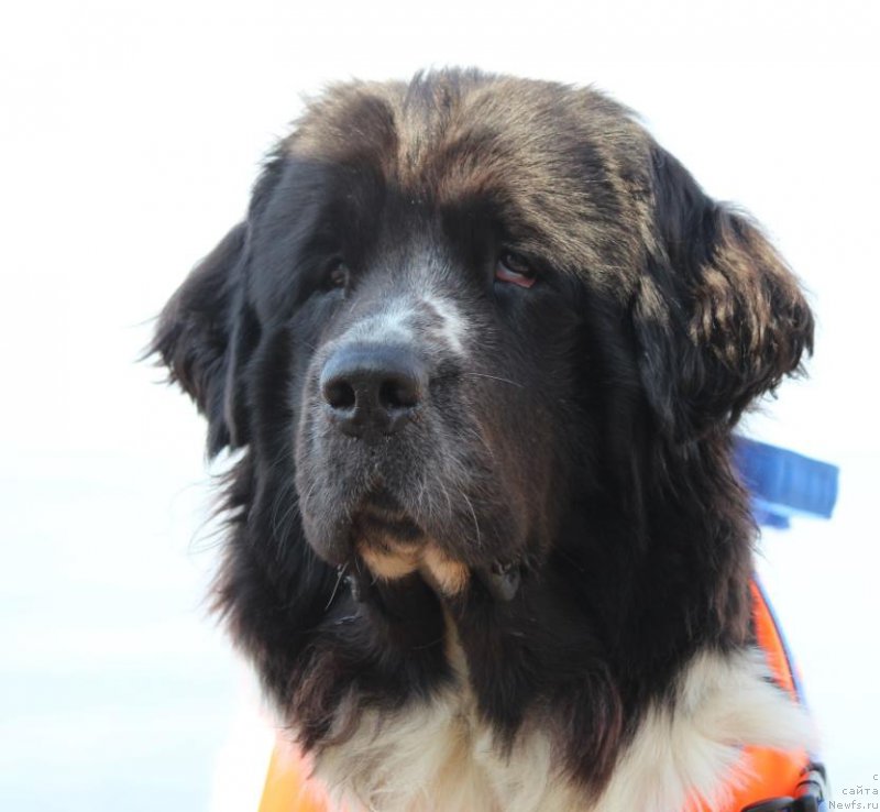 Фото: ньюфаундленд Сент Джонс Исида