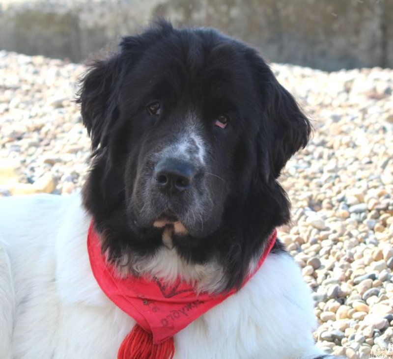 Фото: ньюфаундленд Сент Джонс Исида