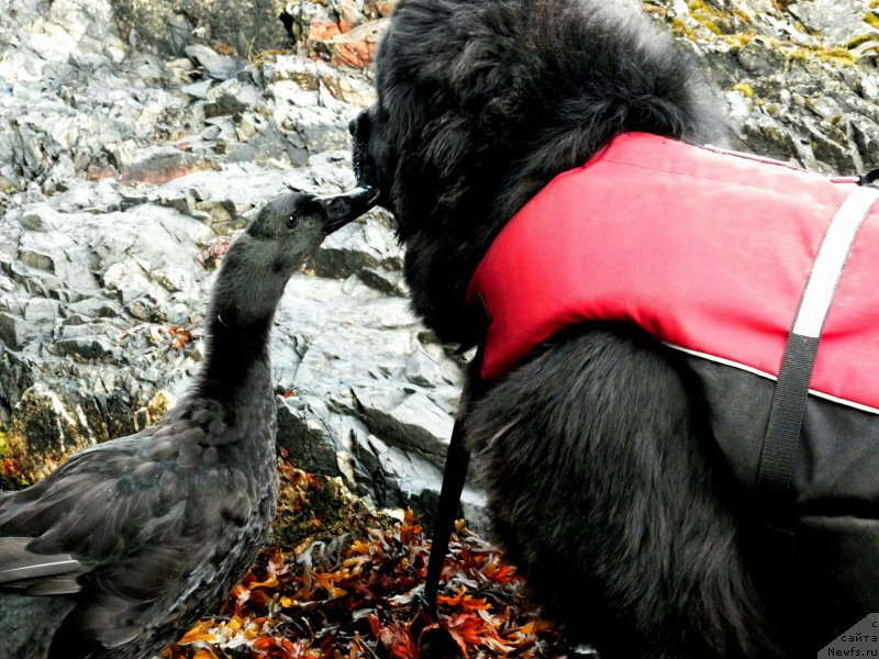 Фото: ньюфаундленд Черная Мафия Ангел Амонг Ус (Chernaya Mafia Аngel Among Us)