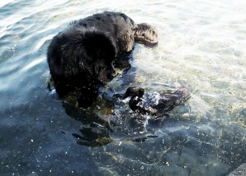 Фото: ньюфаундленд Черная Мафия Ангел Амонг Ус (Chernaya Mafia Аngel Among Us)