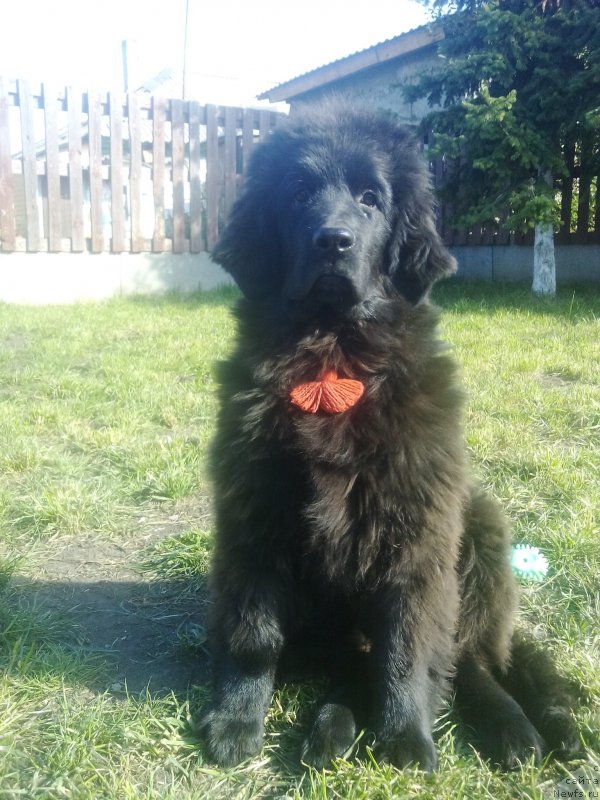 Фото: ньюфаундленд Фиаметтахауз Цикнеус (Fiamettahauz Tsikneus)