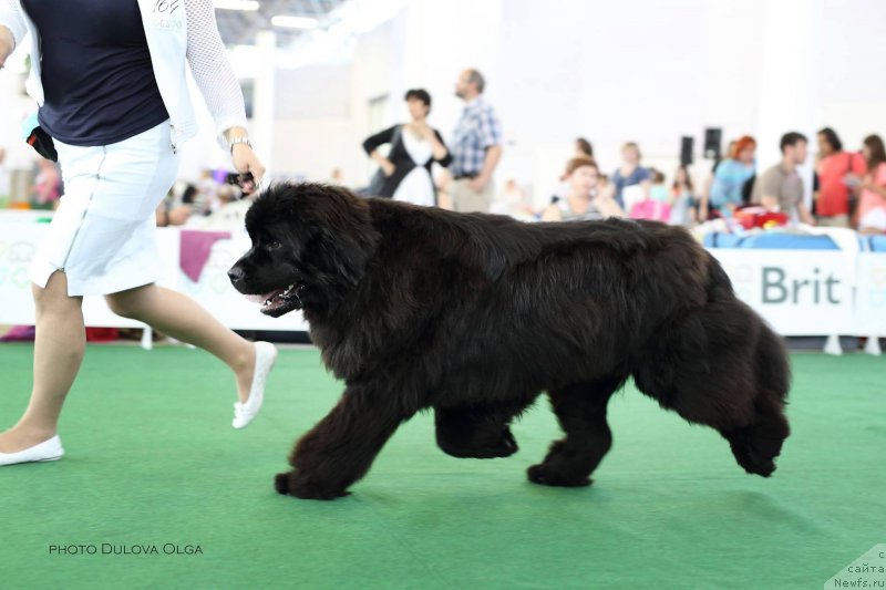 Фото: ньюфаундленд Raymond Best in Show, Вероника Лебедева