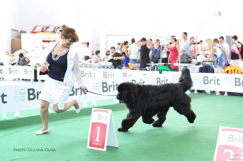 Фото: ньюфаундленд Raymond Best in Show, Вероника Лебедева