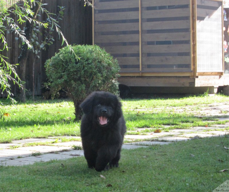 Фото: ньюфаундленд Моя Стихия Меджи Иви (Moya Stikhiya Medzhi Ivi)