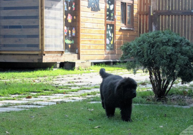 Фотография № 214491