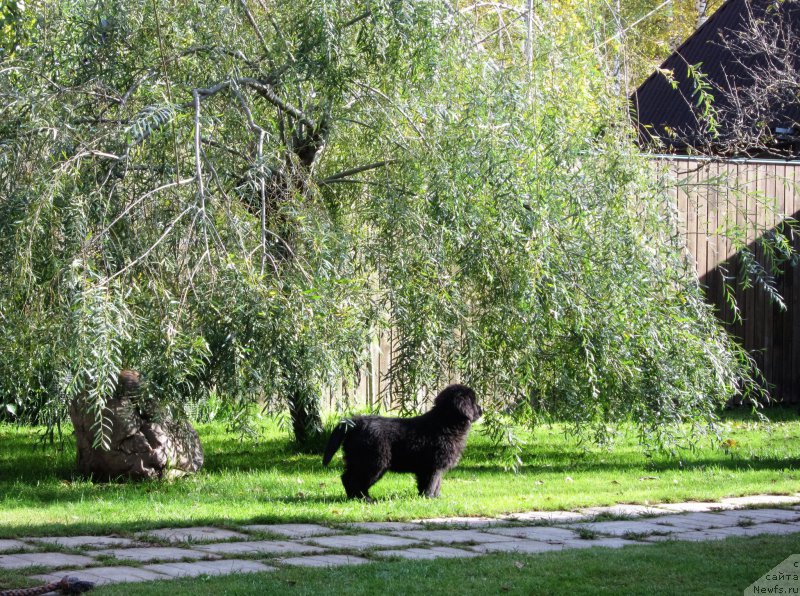 Фотография № 214493