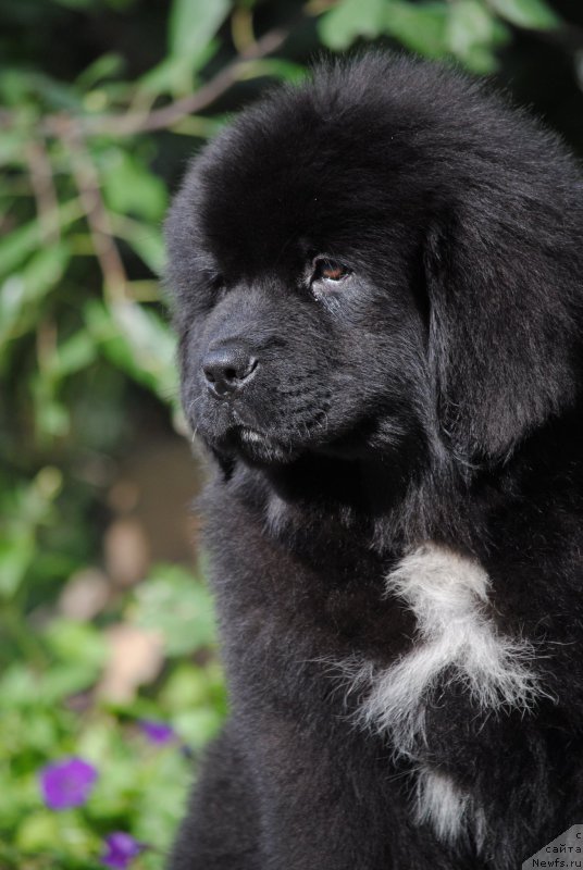 Фото: ньюфаундленд Моя Стихия Морган-Гриффин