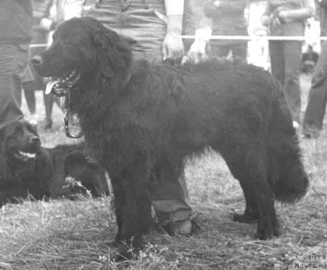 Фото: ньюфаундленд Индулис Негри