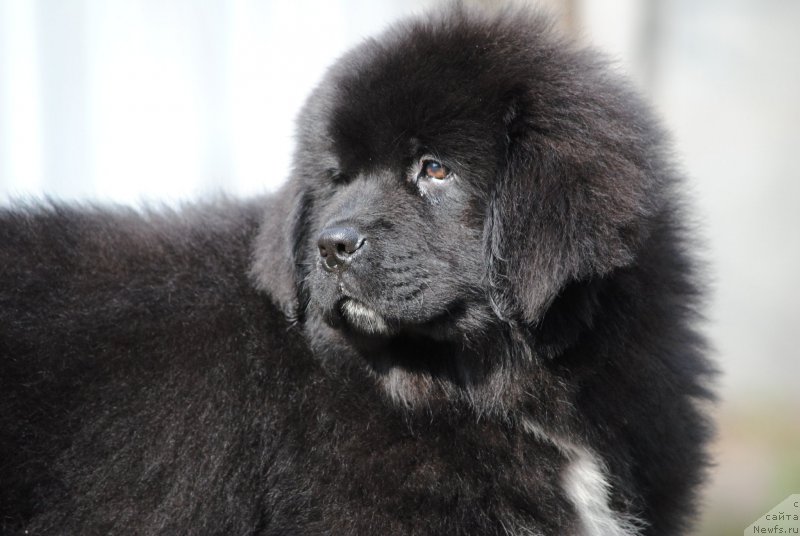 Фото: ньюфаундленд Моя Стихия Морган-Гриффин